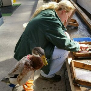 Gem mining, Gem Mountain, Spruce Pine, NC